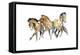 Mistral Three (Przewalski), 2013-Mark Adlington-Framed Premier Image Canvas