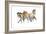 Mistral Three (Przewalski), 2013-Mark Adlington-Framed Giclee Print