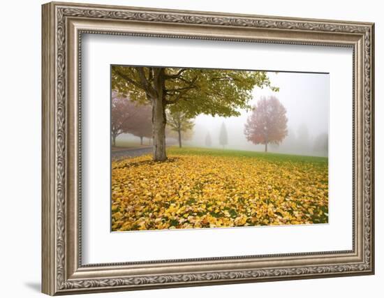 Misty Autumn Trees-Craig Tuttle-Framed Photographic Print