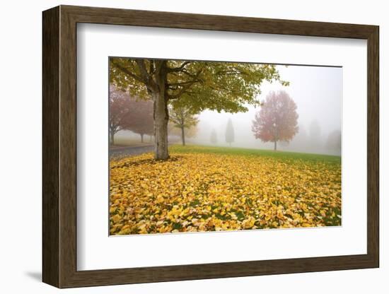 Misty Autumn Trees-Craig Tuttle-Framed Photographic Print