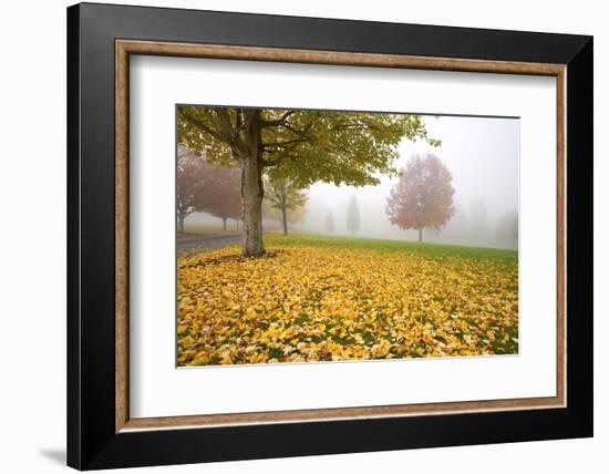 Misty Autumn Trees-Craig Tuttle-Framed Photographic Print