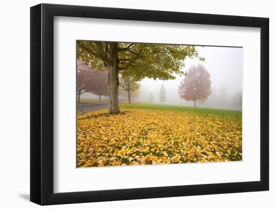 Misty Autumn Trees-Craig Tuttle-Framed Photographic Print