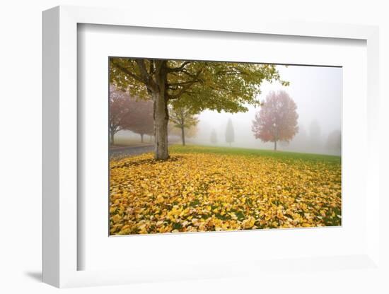 Misty Autumn Trees-Craig Tuttle-Framed Photographic Print