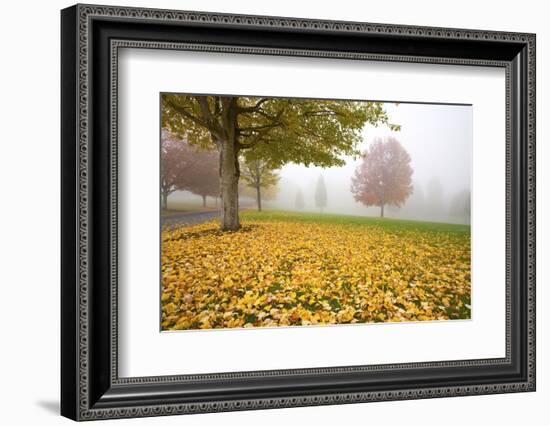 Misty Autumn Trees-Craig Tuttle-Framed Photographic Print
