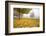 Misty Autumn Trees-Craig Tuttle-Framed Photographic Print