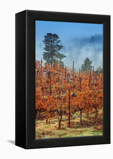 Misty Autumn Vineyard, Calistoga Napa Valley-null-Framed Premier Image Canvas