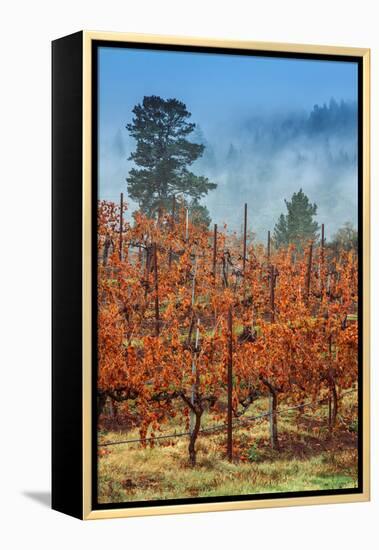 Misty Autumn Vineyard, Calistoga Napa Valley-null-Framed Premier Image Canvas