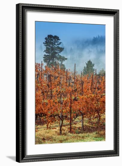 Misty Autumn Vineyard, Calistoga Napa Valley-null-Framed Photographic Print