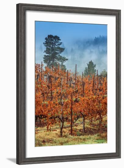 Misty Autumn Vineyard, Calistoga Napa Valley-null-Framed Photographic Print