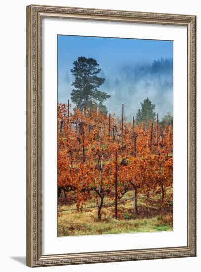 Misty Autumn Vineyard, Calistoga Napa Valley-null-Framed Photographic Print