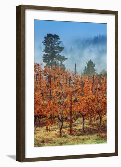 Misty Autumn Vineyard, Calistoga Napa Valley--Framed Photographic Print