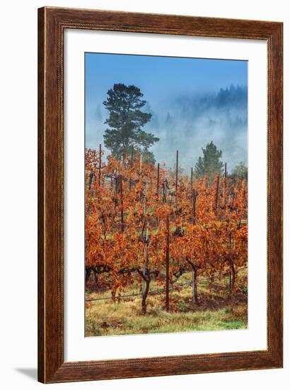 Misty Autumn Vineyard, Calistoga Napa Valley-null-Framed Photographic Print