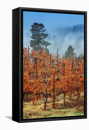 Misty Autumn Vineyard Scene, Calistoga Napa Valley-Vincent James-Framed Premier Image Canvas