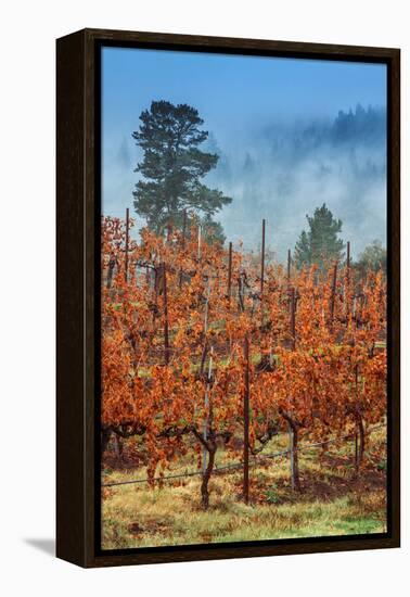 Misty Autumn Vineyard Scene, Calistoga Napa Valley-Vincent James-Framed Premier Image Canvas