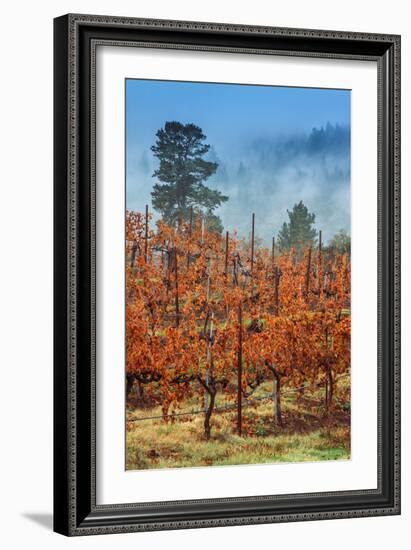 Misty Autumn Vineyard Scene, Calistoga Napa Valley-Vincent James-Framed Photographic Print