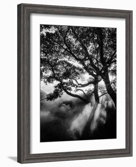 Misty Black-Design Fabrikken-Framed Photographic Print