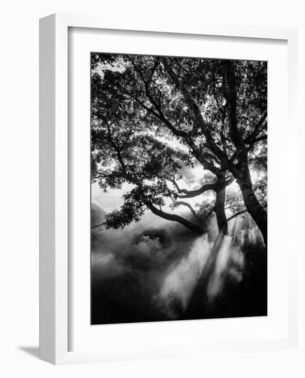 Misty Black-Design Fabrikken-Framed Photographic Print