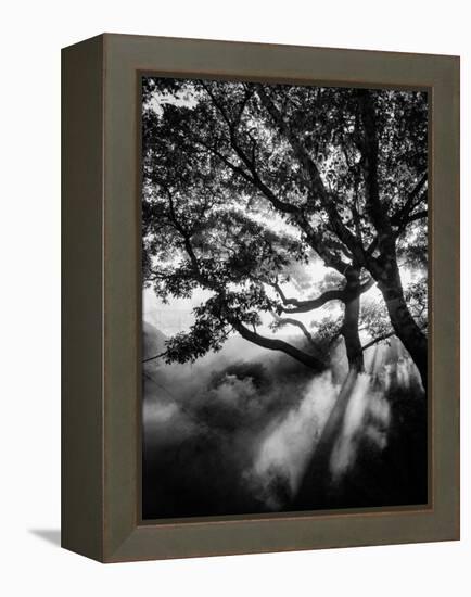 Misty Black-Design Fabrikken-Framed Premier Image Canvas