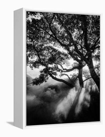 Misty Black-Design Fabrikken-Framed Premier Image Canvas