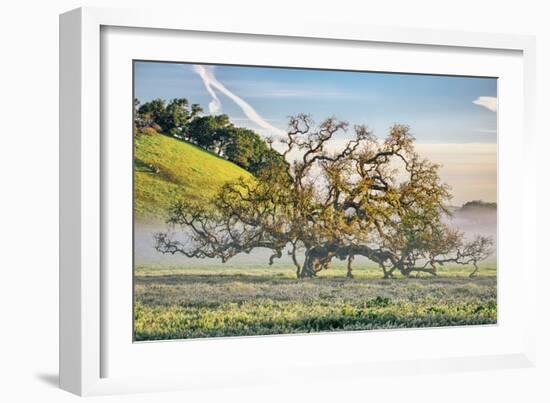 Misty Country Oak Tree, Petaluma, Sonoma County, California-Vincent James-Framed Premium Photographic Print