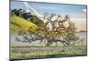 Misty Country Oak Tree, Petaluma, Sonoma County, California-Vincent James-Mounted Premium Photographic Print