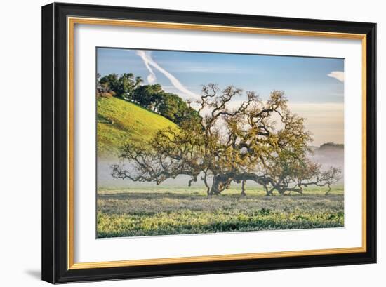 Misty Country Oak Tree, Petaluma, Sonoma County, California-Vincent James-Framed Premium Photographic Print