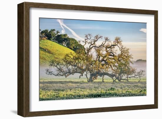 Misty Country Oak Tree, Petaluma, Sonoma County, California-Vincent James-Framed Photographic Print