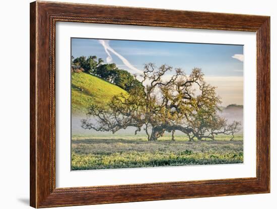 Misty Country Oak Tree, Petaluma, Sonoma County, California-Vincent James-Framed Photographic Print