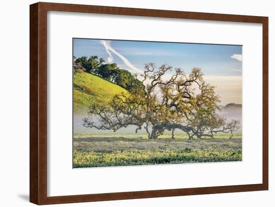 Misty Country Oak Tree, Petaluma, Sonoma County, California-Vincent James-Framed Photographic Print