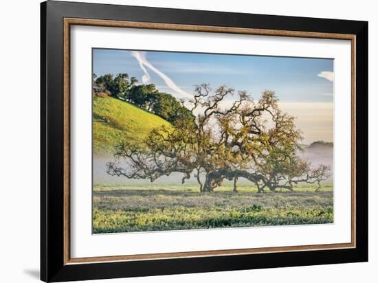 Misty Country Oak Tree, Petaluma, Sonoma County, California-Vincent James-Framed Photographic Print