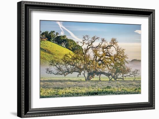 Misty Country Oak Tree, Petaluma, Sonoma County, California-Vincent James-Framed Photographic Print