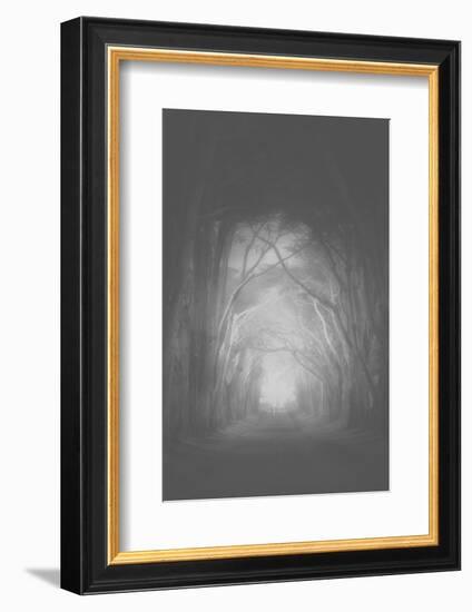Misty Cypress Road Trees at Point Teyes National Seashore Black White-Vincent James-Framed Photographic Print