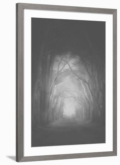 Misty Cypress Road Trees at Point Teyes National Seashore Black White-Vincent James-Framed Photographic Print