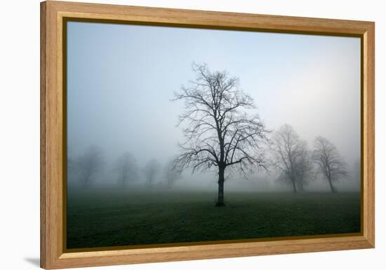 Misty Dawn, Victoria Park, Bristol, England, United Kingdom, Europe-Bill Ward-Framed Premier Image Canvas