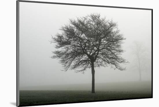 Misty Dawn, Victoria Park, Bristol, England, United Kingdom, Europe-Bill Ward-Mounted Photographic Print