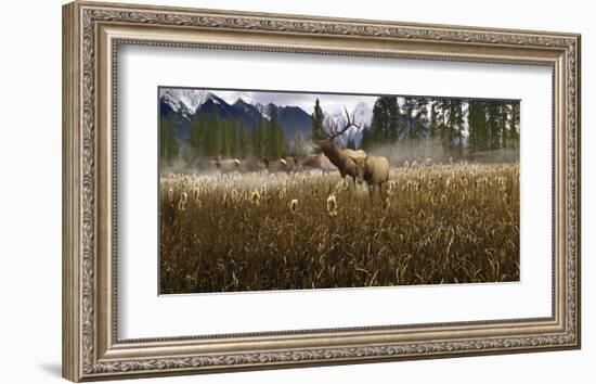 Misty Elk-Steve Hunziker-Framed Art Print