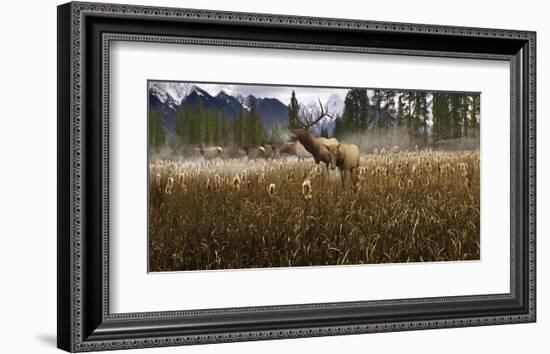 Misty Elk-Steve Hunziker-Framed Art Print