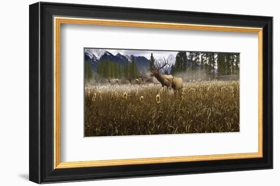 Misty Elk-Steve Hunziker-Framed Art Print