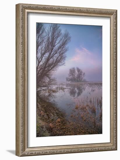 Misty Foggy Tree Scene, Merced Wildlife Refuge-null-Framed Photographic Print