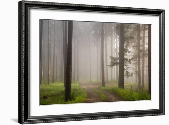 Misty forest in Wachau region of Austria-Charles Bowman-Framed Photographic Print