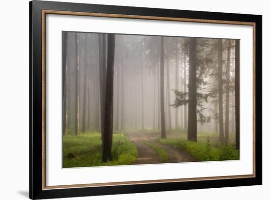 Misty forest in Wachau region of Austria-Charles Bowman-Framed Photographic Print