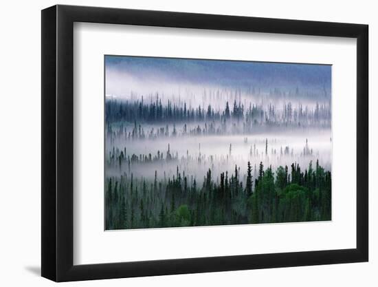 Misty Forest Near Mount Brooks-null-Framed Photographic Print