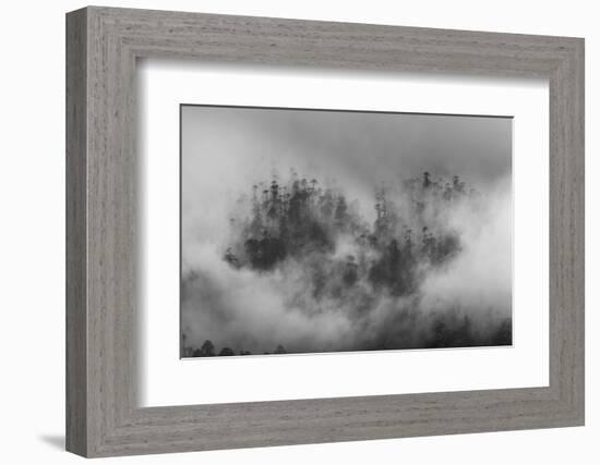 Misty forest, Paro Valley, Bhutan-Art Wolfe-Framed Photographic Print