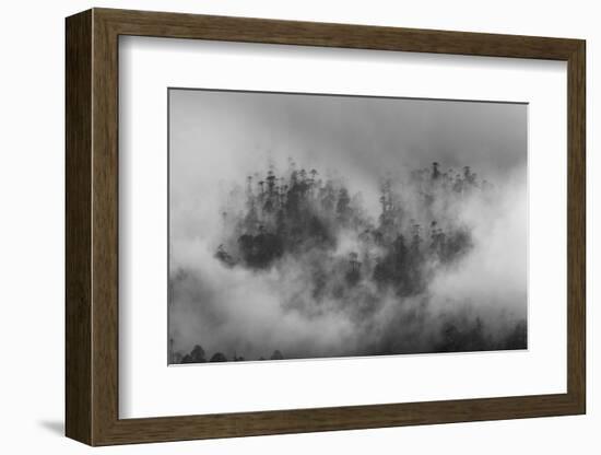 Misty forest, Paro Valley, Bhutan-Art Wolfe-Framed Photographic Print