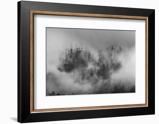 Misty forest, Paro Valley, Bhutan-Art Wolfe-Framed Photographic Print