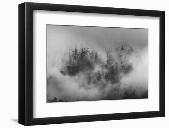 Misty forest, Paro Valley, Bhutan-Art Wolfe-Framed Photographic Print