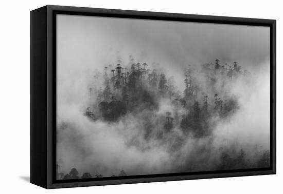 Misty forest, Paro Valley, Bhutan-Art Wolfe-Framed Premier Image Canvas