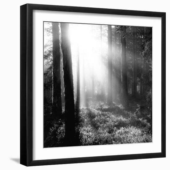 Misty Forest-Andreas Stridsberg-Framed Giclee Print