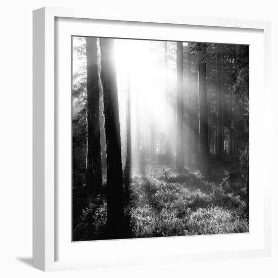 Misty Forest-Andreas Stridsberg-Framed Giclee Print