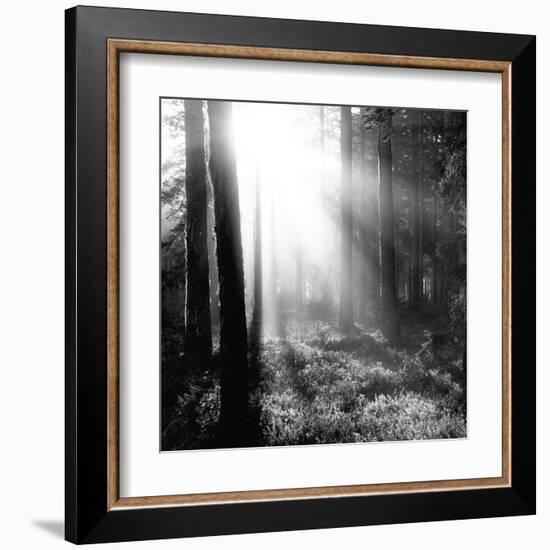 Misty Forest-Andreas Stridsberg-Framed Giclee Print